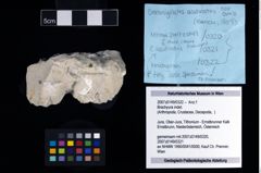 NHMW-GEO-2007z0149-0322_Ol_02.tifBrachyura indet.  (NHMW-GEO-2007z0149-0322)